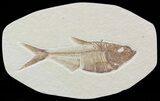 Detailed, Diplomystus Fossil Fish - Wyoming #52223-1